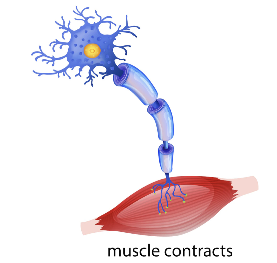 Explain nerve signal transmission Image of neuromuscular junction showing that electrical signals from nerves cause muscle contraction by use of a chemical agent called acetylcholine.